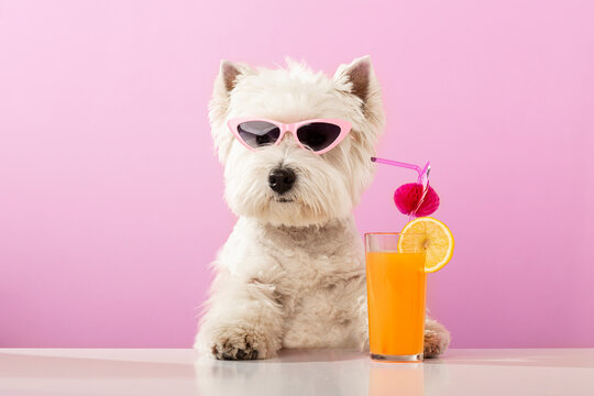 White dog west highland white terrier, drinking juice on summer vacation.