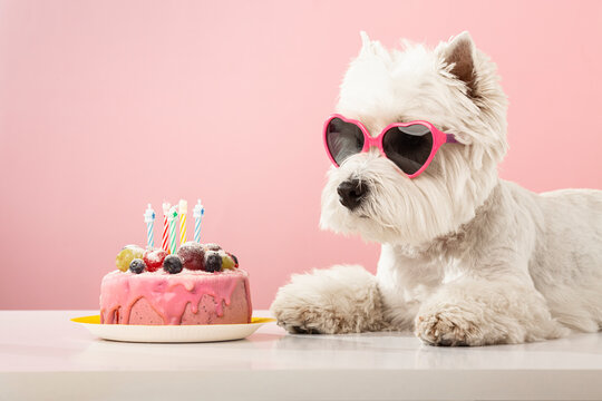 White dog west highland white terrier, celebrating a birthday with a cake and gifts