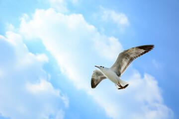 seagull in flight