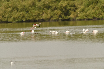 flamencos en lago