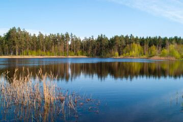 A quiet calm lake in a spring forest on a sunny day