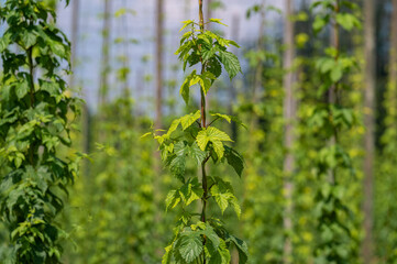 Obraz premium Hopfenplantage bei Brochenzell in Deutschland