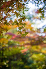 松尾寺（大阪府和泉市）の紅葉