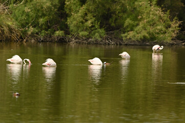 flamencos en lago