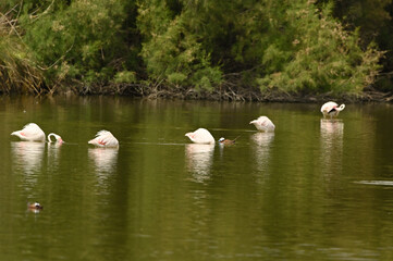 flamencos en lago