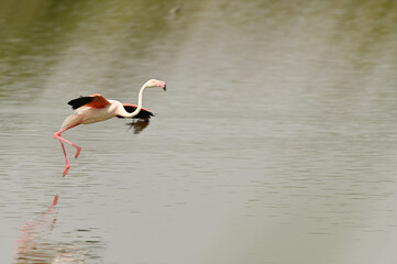 flamencos en lago