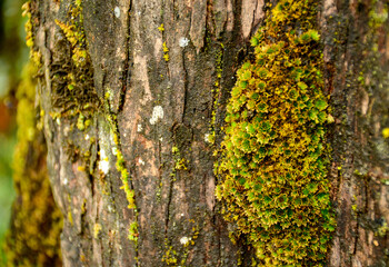 lichen on tree
