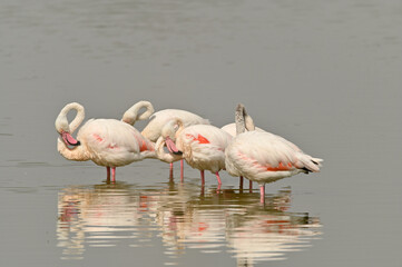 flamencos en lago
