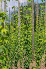 Hopfenplantage bei Brochenzell in Deutschland
