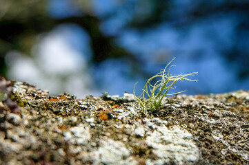 green moss on stone