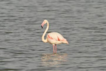 Flamencos alimentandose en la laguna