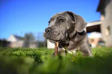 funny cane corso puppy chewing a stick on grass in summer