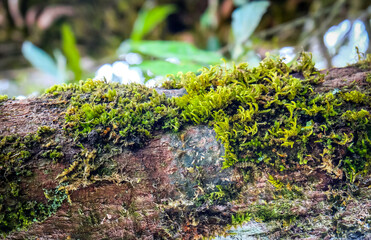 moss on stone