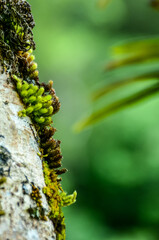 caterpillar on a branch