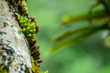 caterpillar on a leaf