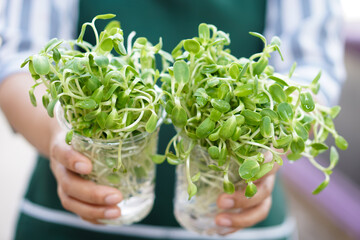 Closeup woman holds green young sprouts of sunflower which seedling in glass. Concept : Organic...