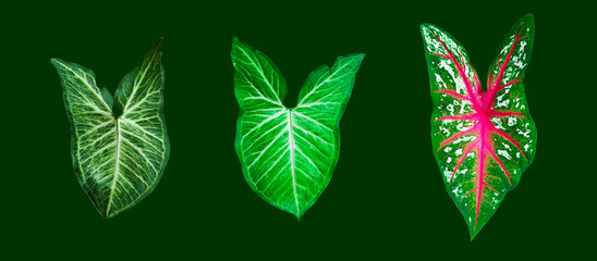 Isolated Fancy Leaved Caladium or Heart of Jesus with clipping path on green background