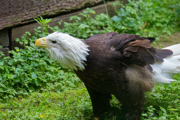 bald eagle in the zoo