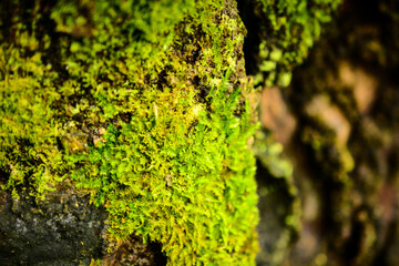 moss on a tree