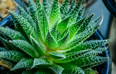 close up of a plant