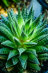 aloe vera plant