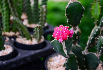 cactus with flower