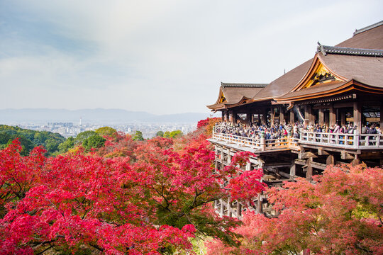 清水寺images Browse 3 528 Stock Photos Vectors And Video Adobe Stock