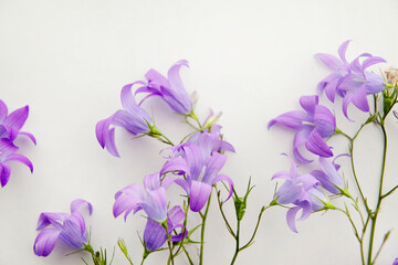 Purple flower of wild meadows isolated on a white background