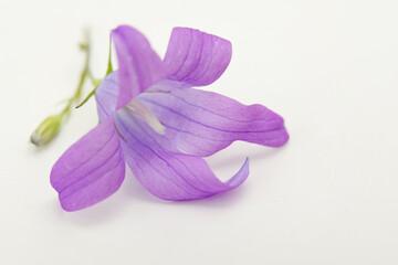 Purple flower of wild meadows isolated on a white background