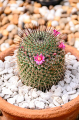 cactus in a pot