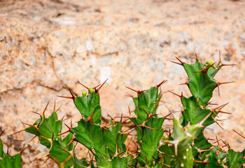 leaves on the ground