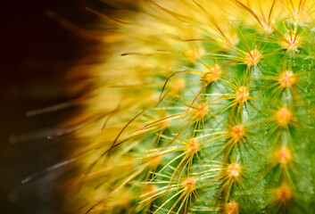 cactus flower background