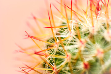 cactus close up
