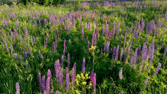 Flight over a field with flowers at sunset. Drone view of lupins. Green background.
