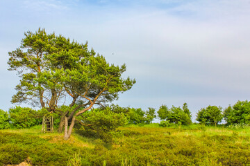 Obraz premium Natural panorama view with pathway green plants trees forest Germany.