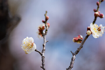 梅の花のクローズアップ