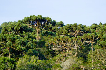 Forest araucaria trees in a valley in Campos do Jordão, Brazil