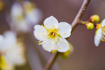 梅の花のクローズアップ