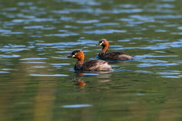 Little grebe Ducks swim in the natural pond.
