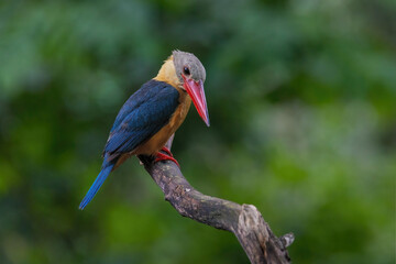 Stork-billed Kingfisher bird on the tree in the natural forest.
