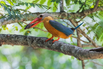 Stork-billed Kingfisher bird on the tree in the natural forest.