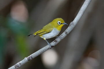 Swinhoe's White-eye