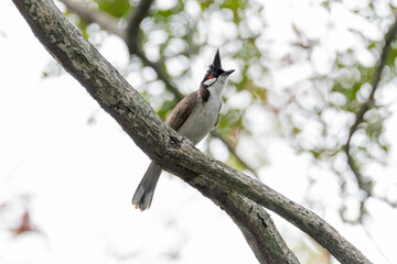 Red-whiskered bulbul bird on the tree in the natural forest.