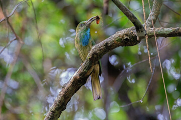 Blue-bearded Bee-eater is catching a cicada on the tree in the natural forest