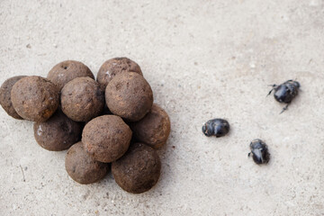 Pile of soil dung balls and dung beetles. Roll dung into round balls. Concept : weird wildlife animals.                       