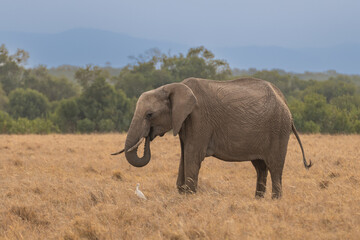 African elephant walking through the savannah Kenya Masai mara