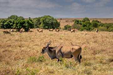 An eland bull (Taurotragus oryx) glances at the camera as he walks across a hilly savannah. Ol...