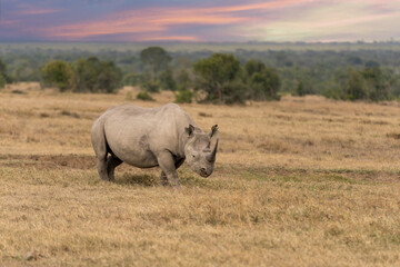 White Rhinoceros Ceratotherium simum Square-lipped Rhinoceros at Khama Rhino Sanctuary Kenya Africa.