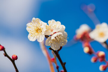 梅の花のクローズアップ