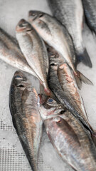 peixe mercado